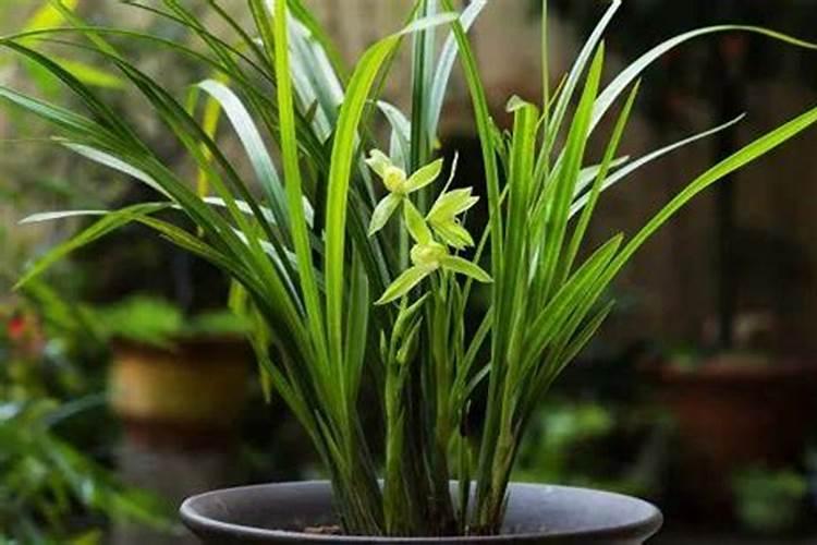 兰花施什么肥较好