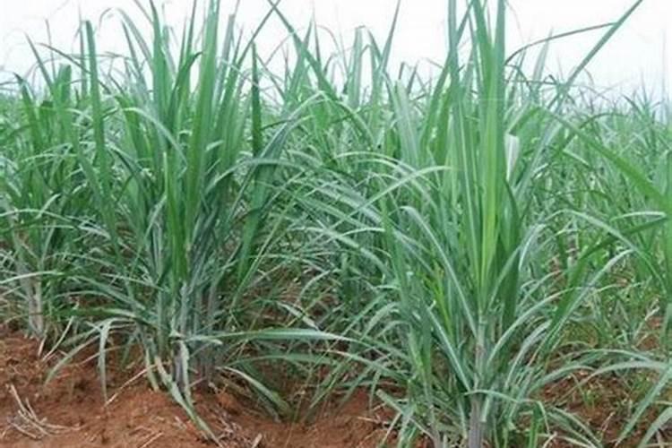 甘蔗施肥应该施什么样的钾肥为好