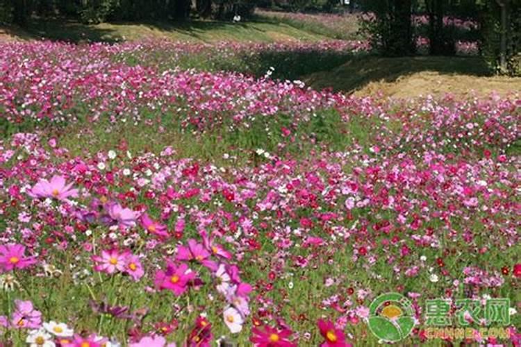 高温天气草莓苗冲什么肥料好呢