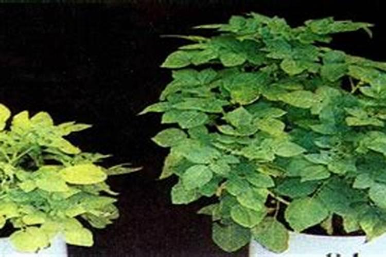 玉米缺硫有哪些表现？如何给玉米补充硫肥？