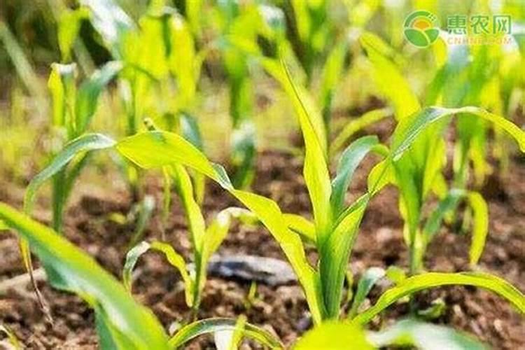 玉米灌浆期打什么叶面肥好