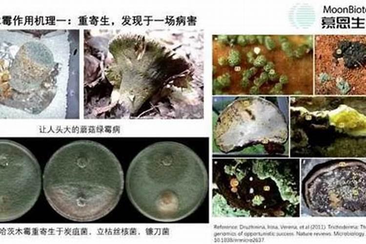 哈茨木霉菌叶面喷施污染果面吗