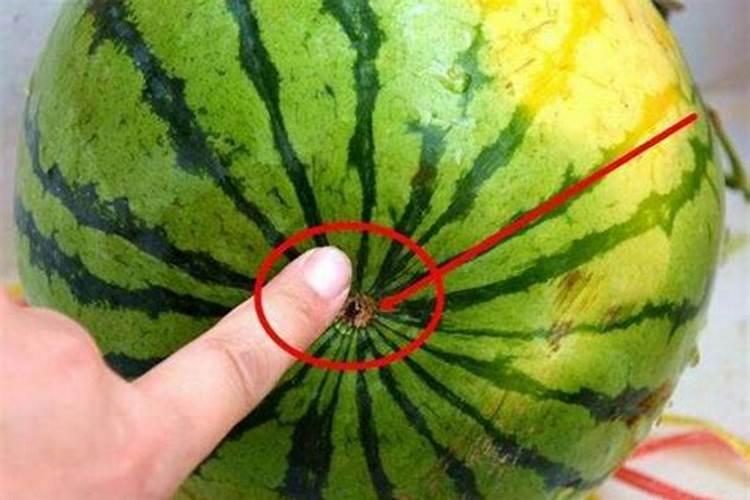 西瓜用尿素还是复合肥