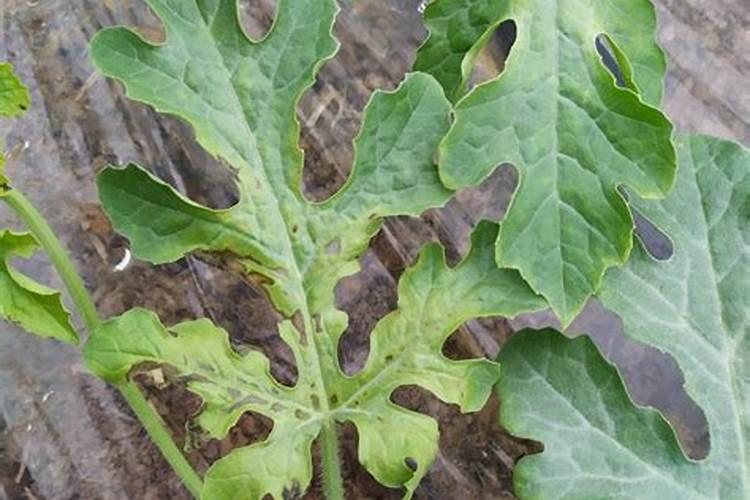 西瓜小苗用什么肥？西瓜坐果率低怎么解决？