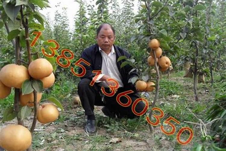 桔子树保花保果用什么药