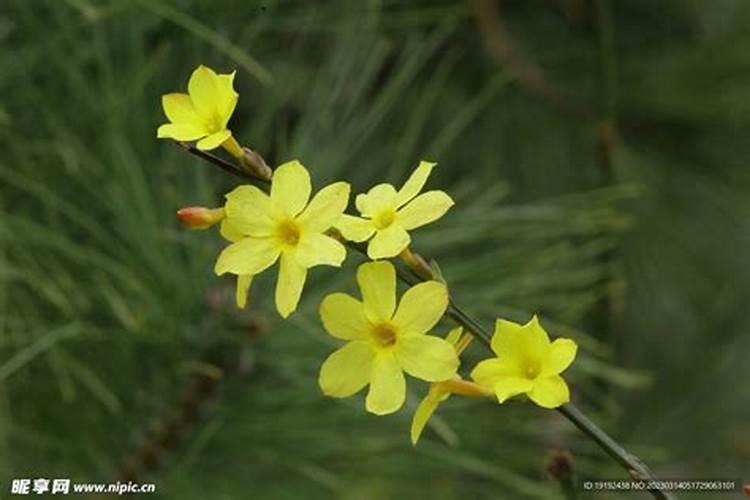 迎春花需要什么肥料