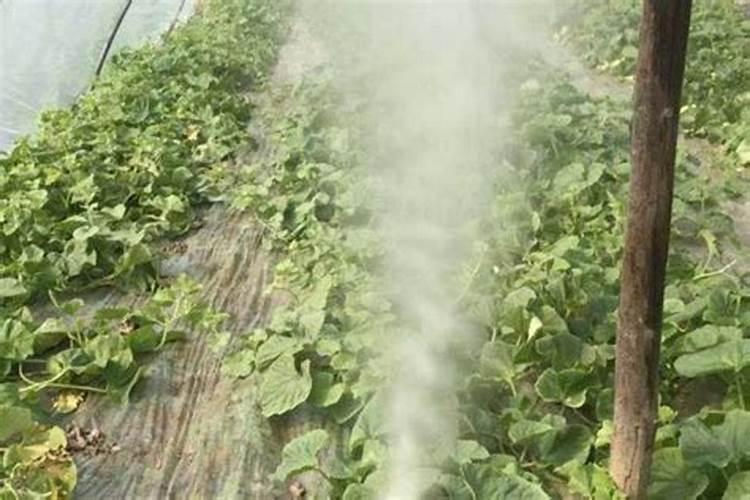 用多菌灵多久可以用肥料