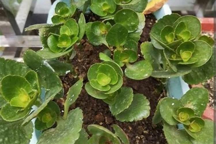 三伏天,能给南瓜浇水施肥吗？