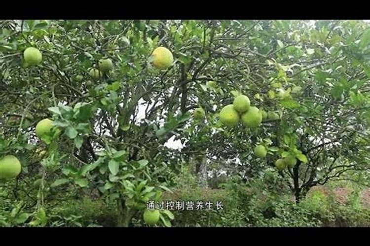 柚子膨果期追肥用什么好？叶面追肥用肥建议