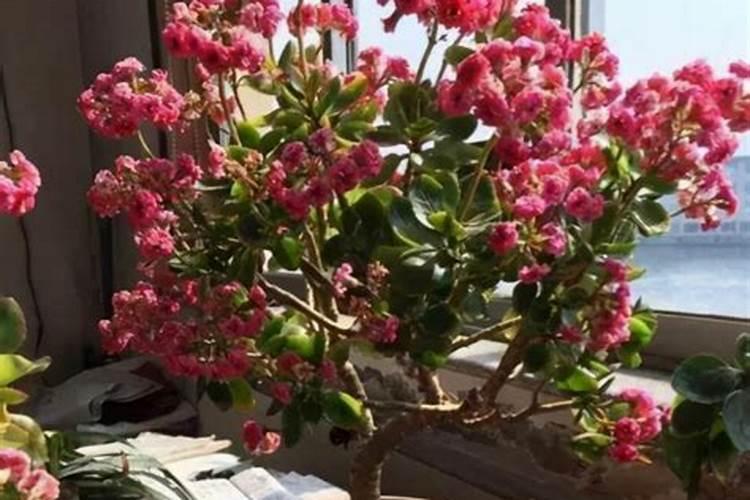 长寿花施肥方法