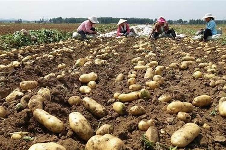 土豆底肥的正确使用方法