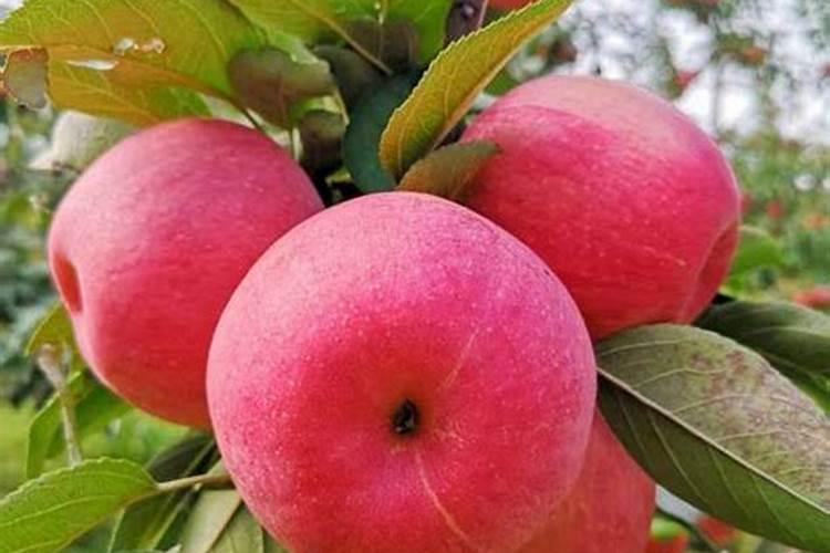 苹果缺钙症状什么时候补钙最快(苹果补钙用什么药)