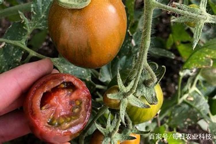 小番茄每个生长期需要的肥料