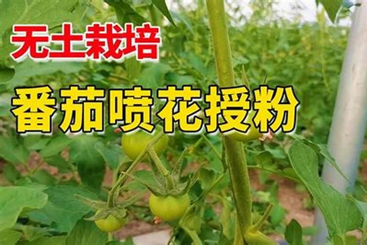 盆栽小番茄的种植方法