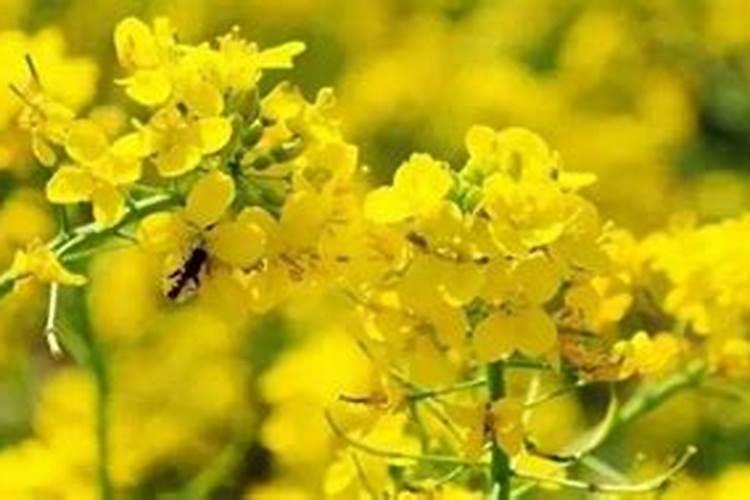 油菜什么时候施硼肥