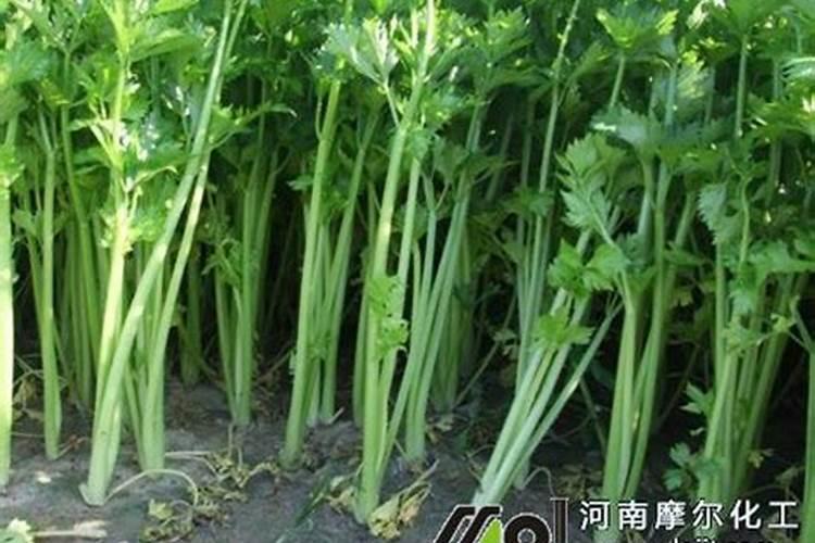 芹菜叶面肥用什么好 注意事项有哪些