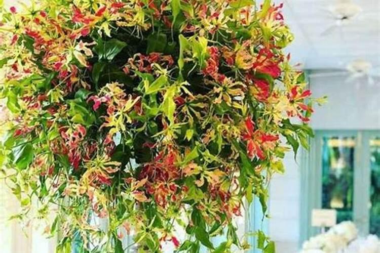 山茶花 叶子脱落应该怎么办？