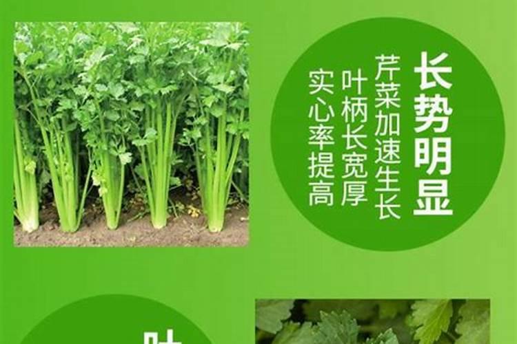 喷什么叶面肥芹菜长得快
