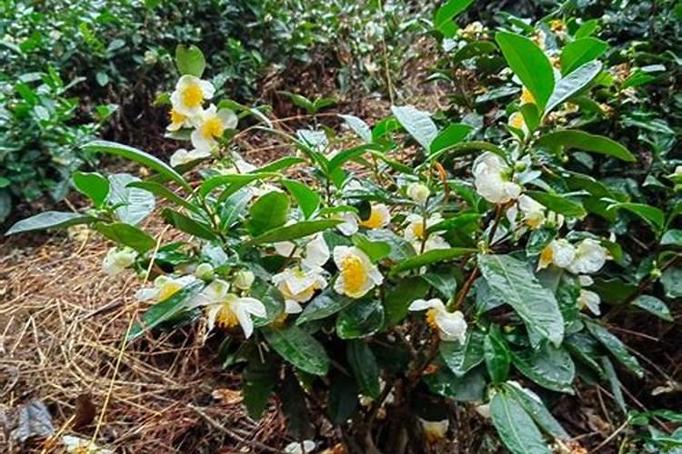白茶施肥:安吉白茶茶园施什么肥好？