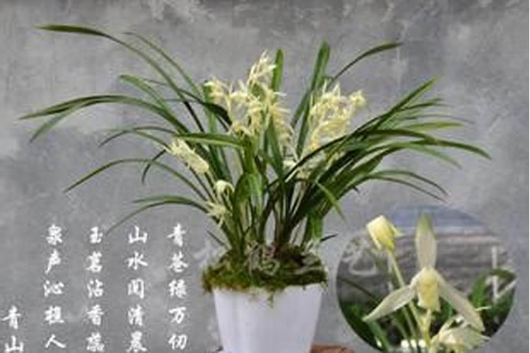 兰花要施什么肥？具体方法