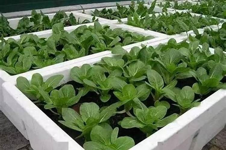 如何用泡沫箱种菜