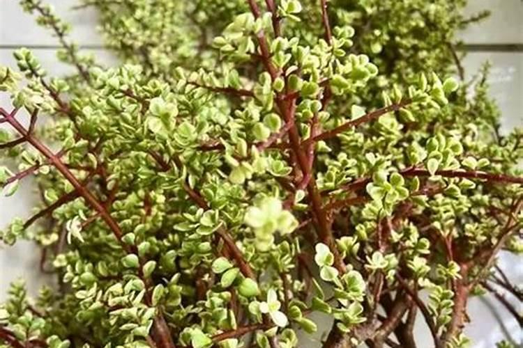 雅乐之舞怎么施肥