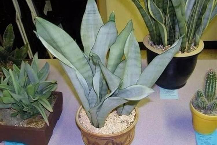 氮磷钾复合肥什么花都可以用吗,可以喷叶面吗