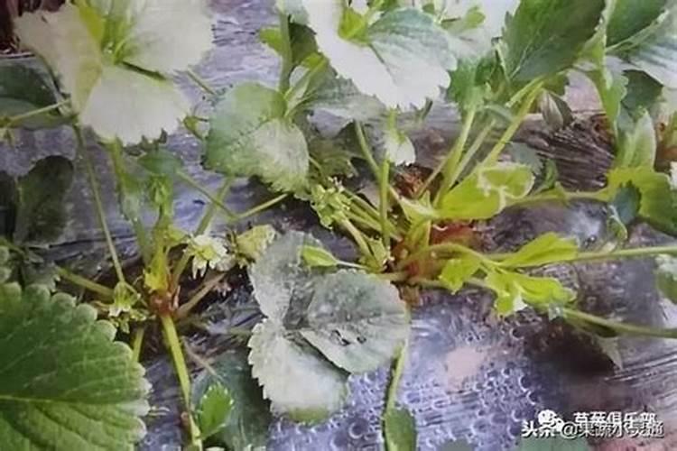 草莓肥害补救措施,草莓肥害的典型症状