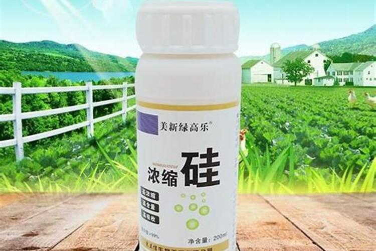 水稻缺硅要怎样救治？