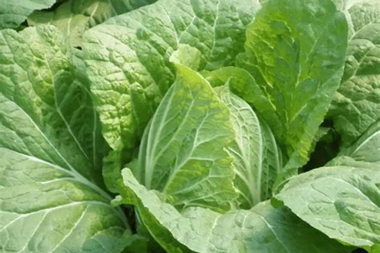 白菜打磷酸二氢钾好不