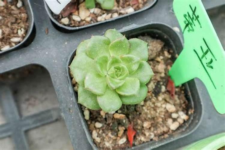 简述瓜类蔬菜嫁接后管理技术要点