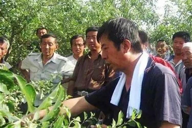 田里果树放钾肥会怎么样？