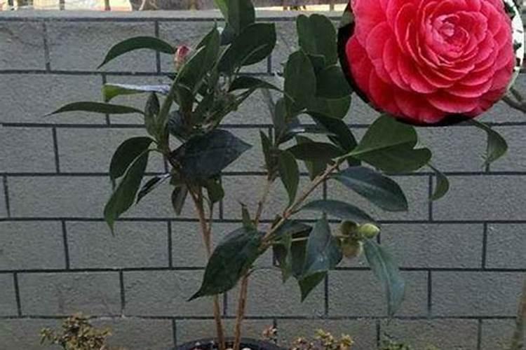 茶花快开花了要施肥吗要施什么肥