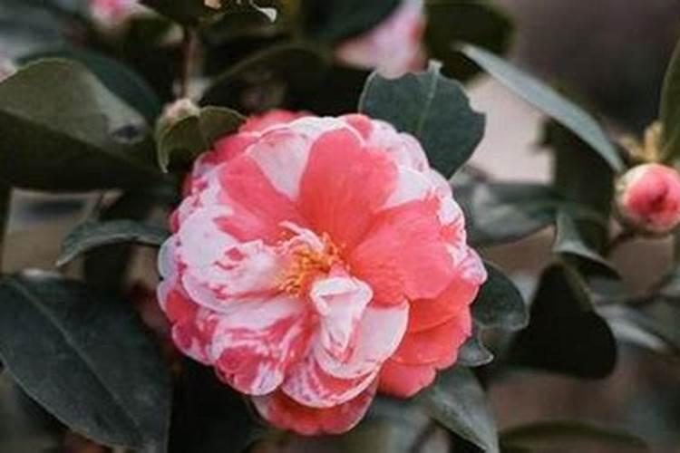 山茶花怎么施肥 山茶花如何施肥