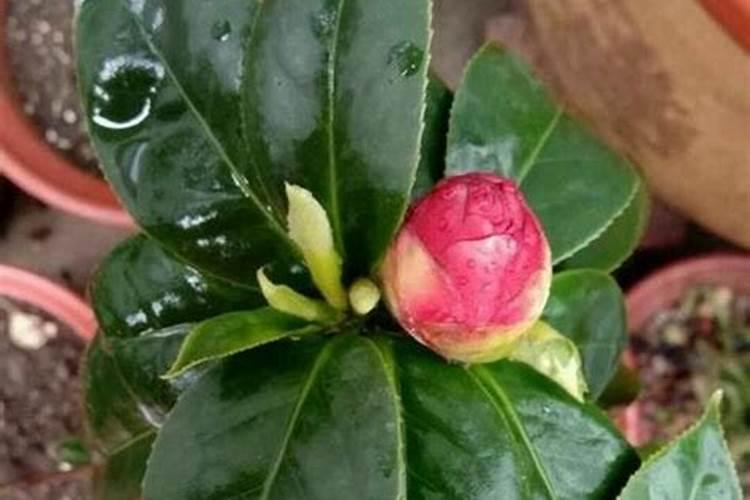 山茶花秋天怎么养