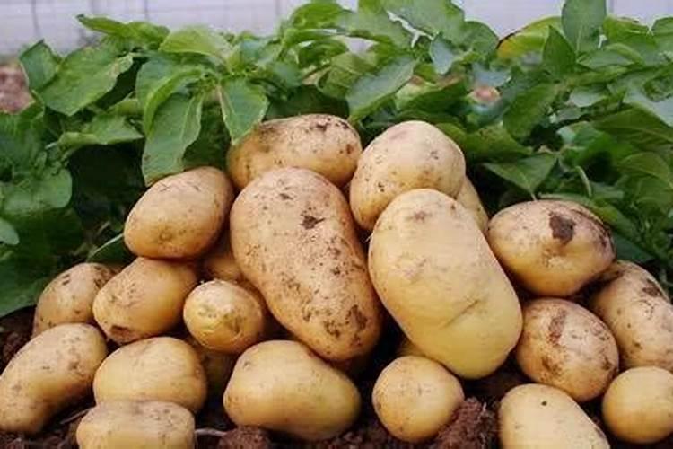 种土豆用什么肥料好