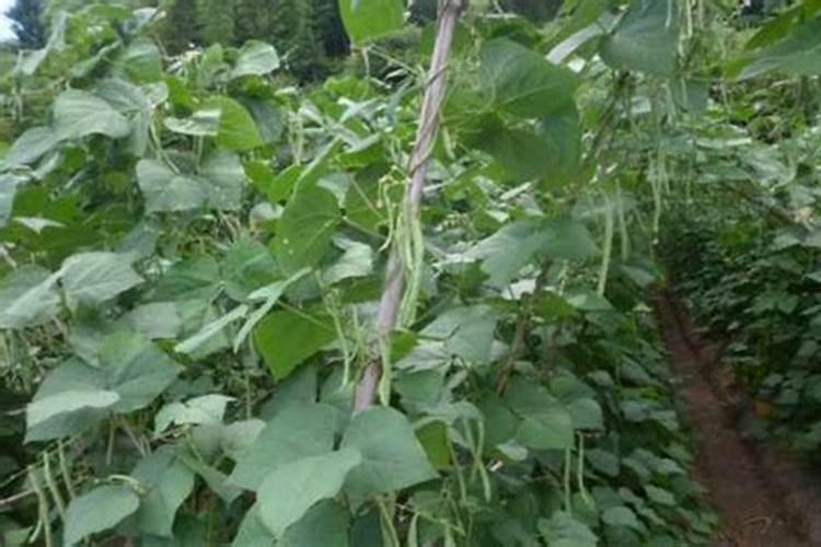 种植四季豆提高产量的施肥技巧有哪些 四季豆应该怎么养殖
