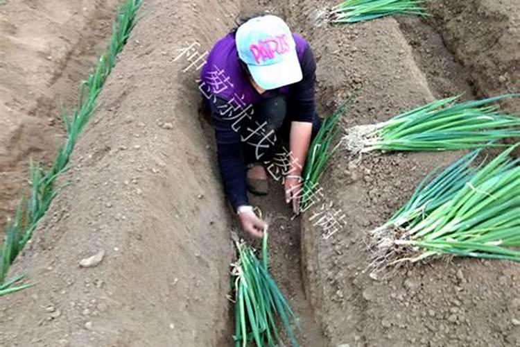 葱地施什么化肥好呢