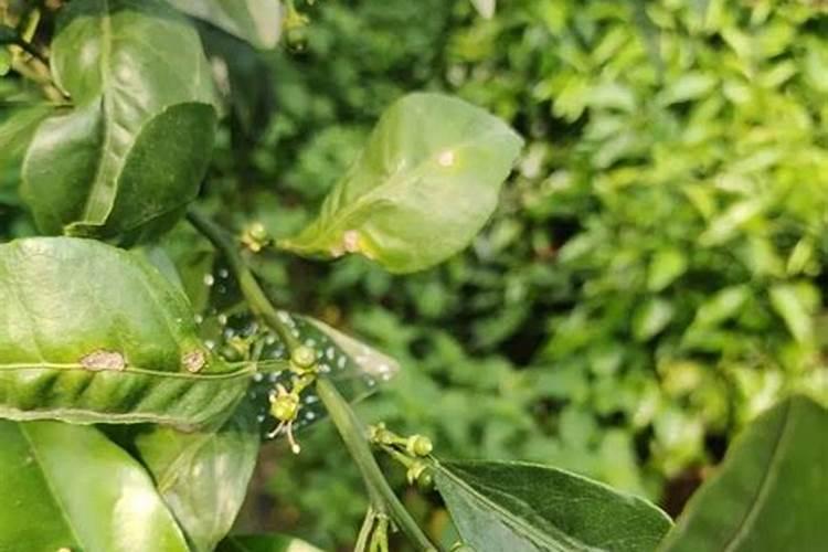 柑橘幼果期施什么肥料