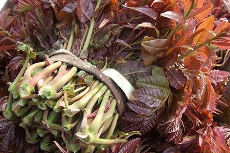 春天能给香椿树打石硫合剂吗？