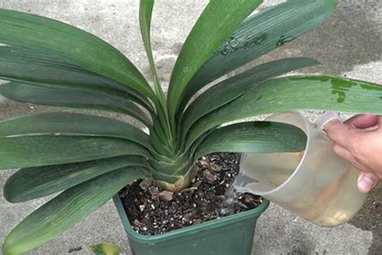 家养君子兰氮磷钾如何采用