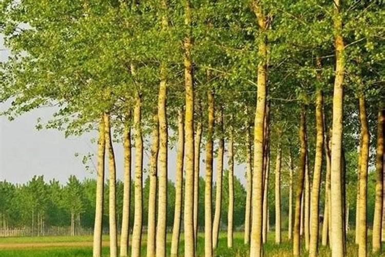 红薯苗育苗放什么肥料？