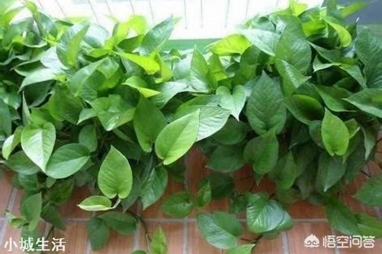 复合肥养花怎么使用正确