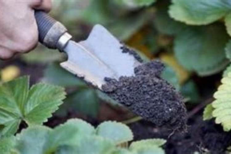 羊角蜜甜瓜怎样掐尖,什么时候打尖合适