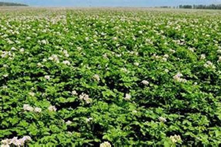 土豆施肥的最佳时期