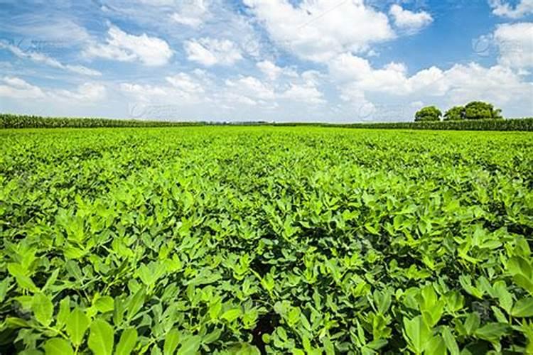 花生专用肥第一名