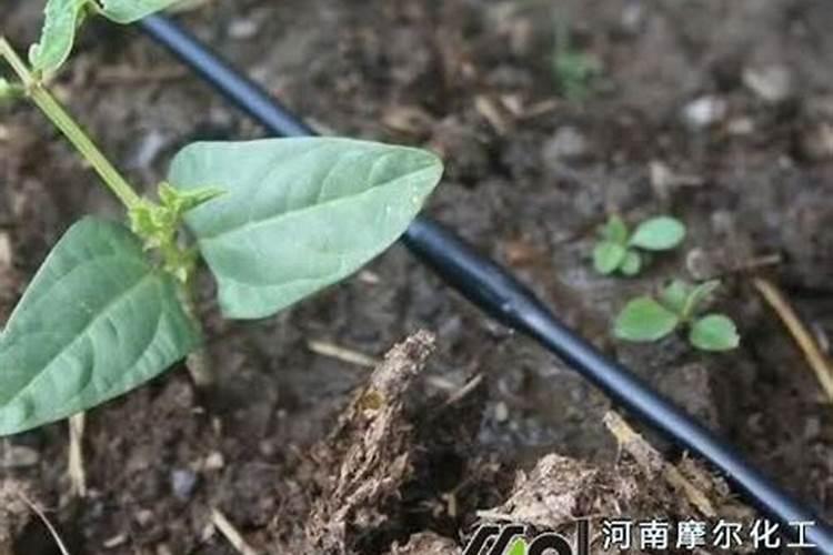 水溶肥真假辨别方法