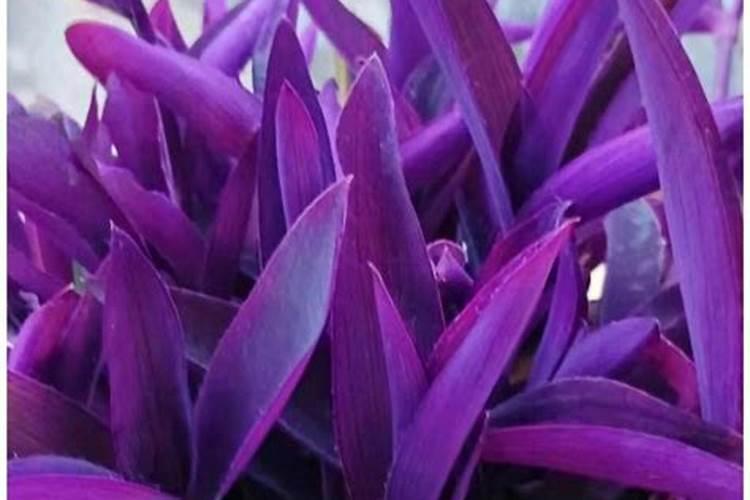 西红柿晚疫阴天能打药吗？