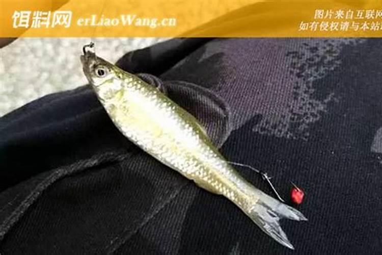 鱼蛋白灌根几天见效