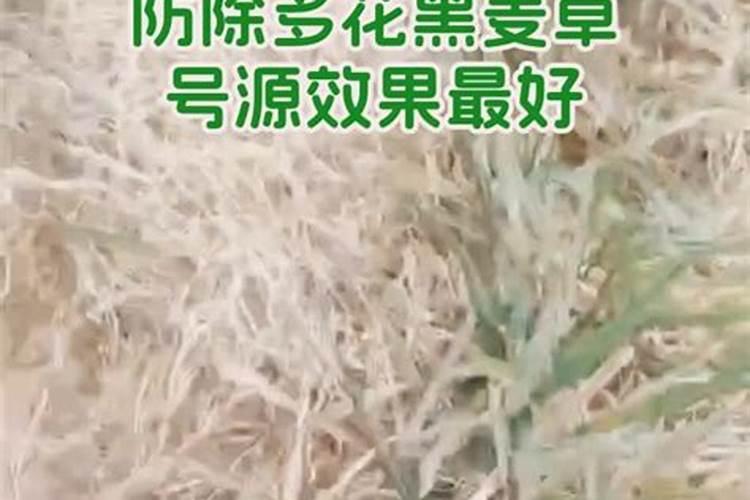 黑麦草施肥用尿素好还是复合肥好